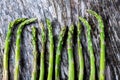 Group of asparagus on a rustic table