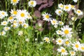 Closeup, group of wild daisy flowers in melliferous European garden Royalty Free Stock Photo