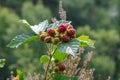 Closeup of a group of wild red blackberries in nature.