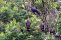 Closeup of group of wood pigeons sitting on a tree branch in the park on blurry background