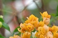 Close up Group of Yellow Bougainvillea Flower Isolated on Background Royalty Free Stock Photo