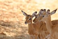 Closeup of a group of young Impala