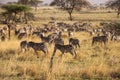 Closeup of a group of zebras in a yellow field