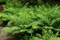 Closeup on a grouped aggregation of green Lady ferns, Athyrium filix-femina