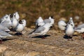 Closeup of a grouping of Glaucous gulls (Larus hyperboreus) standing on the edge of a cliff Royalty Free Stock Photo