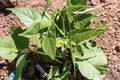 Closeup of growing bean sprouts