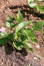 Closeup of growing bean sprouts