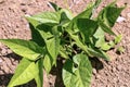 Closeup of growing bean sprouts