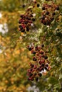 Closeup of growing blackberries Royalty Free Stock Photo