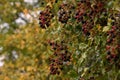 Closeup of growing blackberries Royalty Free Stock Photo