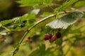 Closeup of growing blackberries on bush Royalty Free Stock Photo