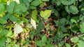 Closeup of growing blackberries surrounded by green leaves Royalty Free Stock Photo