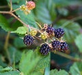 Closeup of growing blackberry with green leaves