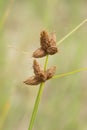 Closeup of growing Bolboschoenus maritimus plant in blurred background Royalty Free Stock Photo