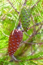 Closeup of a growing brown and green pine cones hanging on a branch of a tree surrounded by coniferous needles Royalty Free Stock Photo