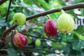 Closeup of growing figs on a tree in the greenhouse garden