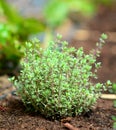 Growing thyme plant in the ground Royalty Free Stock Photo