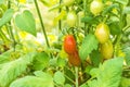 Closeup of growing grape tomatoes Royalty Free Stock Photo