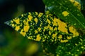 Closeup of the growing green leaves with yellow spots Royalty Free Stock Photo