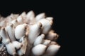 Closeup of growing king oyster mushrooms in front of black background, fungiculture Royalty Free Stock Photo