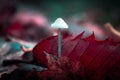 Closeup of growing little white mushroom Royalty Free Stock Photo