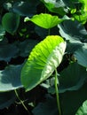 Closeup of growing lotus green leaves Royalty Free Stock Photo