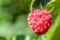 Closeup of growing organic raspberries. Ripe Raspberry in fruit Royalty Free Stock Photo