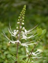 Closeup of a growing Orthosiphon stamineus or Orthosiphon aristatus flower