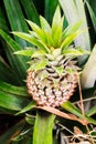 Closeup of a growing Pineapple from above Royalty Free Stock Photo