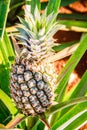 Closeup of growing Pineapple Royalty Free Stock Photo