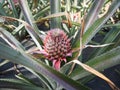 Closeup of a growing pineapple Royalty Free Stock Photo