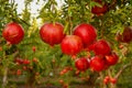 Closeup of growing pomegranates Royalty Free Stock Photo