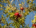 Closeup  of growing pomegranates on tree Royalty Free Stock Photo