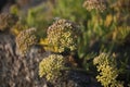 Closeup of a growing rock samphire coastal plant