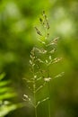 Closeup of growing seeding grass isolated in green nature background