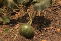 Closeup of growing watermelon fruit