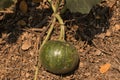 Closeup of growing watermelon fruit