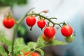 Closeup of growing young green and red cherry tomatoes in a garden Royalty Free Stock Photo