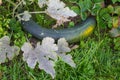 Closeup of growing zucchini plant lying on the ground