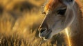 A closeup of a guanacos velvety nose damp from the morning dew as it sniffs the gr for the freshest blades. The