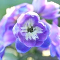 Guardian Blue Delphinium Flower Closeup in the Summer Perennial Garden Royalty Free Stock Photo