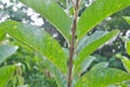 Closeup of guava leaves with white pest whiteflies infestation. Guava farming pest management. Royalty Free Stock Photo