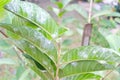 Closeup of guava leaves with white pest whiteflies infestation. Guava farming pest management. Royalty Free Stock Photo