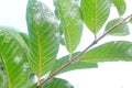 Closeup of guava leaves with white pest whiteflies infestation. Guava farming pest management. Royalty Free Stock Photo