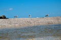 Closeup of gulls resting on the pebble beach, blue skyscape on the background Royalty Free Stock Photo