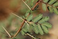 Gum arabic tree branch closeup. Vachellia nilotica.