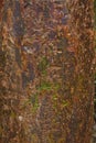 Gumbo Limbo Tree Bark Background