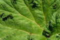 Closeup of Gunnera Tinctoria leaf as a green nature background