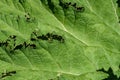 Closeup of Gunnera Tinctoria leaf as a green nature background