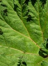 Closeup of Gunnera Tinctoria leaf as a green nature background